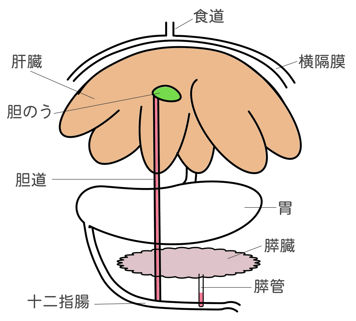 ストレスの要因